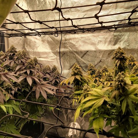 Stardust 1 growlog photo: 10 cups nutrients,  looking good
Changed fan setting  from 6 to 3 this morning 