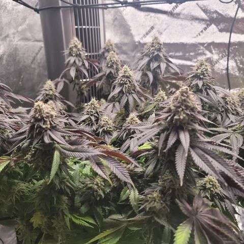 Stardust 1 growlog photo: 12 cups nutrients 
Looking  really  good