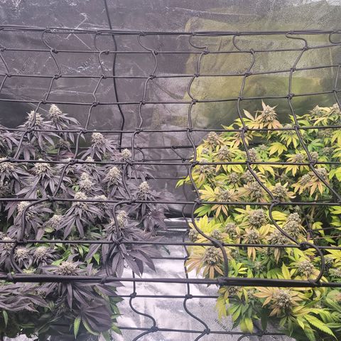 Stardust 1 growlog timeline photo