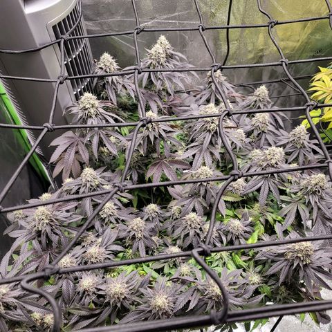 Stardust 1 growlog timeline photo