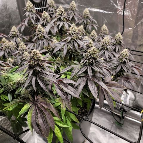 Stardust 1 growlog timeline photo