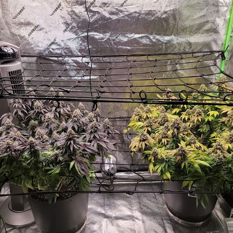 Stardust 1 growlog photo: 10 cups  ph water