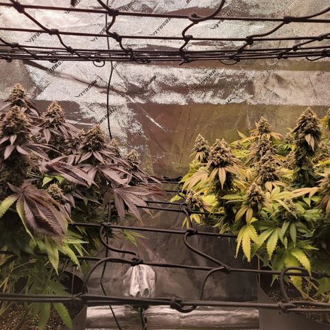 Stardust 1 growlog photo: 10 cups nutrients 
Week 8