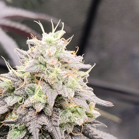 Stardust 1 growlog timeline photo