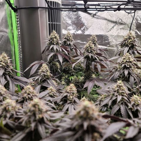 Stardust 1 growlog timeline photo