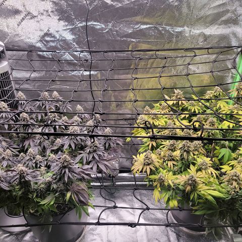 Stardust 1 growlog photo: 4 cups nutrients 
6 cups ph water