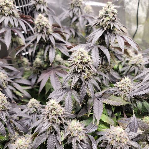 Stardust 1 growlog timeline photo