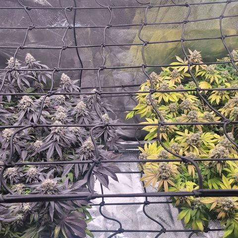Stardust 1 growlog photo: 10 cups each should  be week  8 formula 
Using  week  9 formula 
