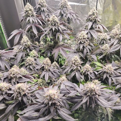 Stardust 1 growlog timeline photo