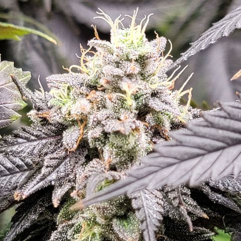 Stardust 1 growlog timeline photo