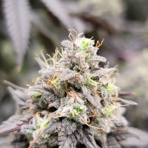 Stardust 1 growlog timeline photo