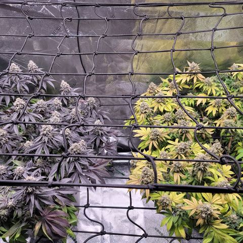 Stardust 1 growlog photo: 12 cups nutrients 