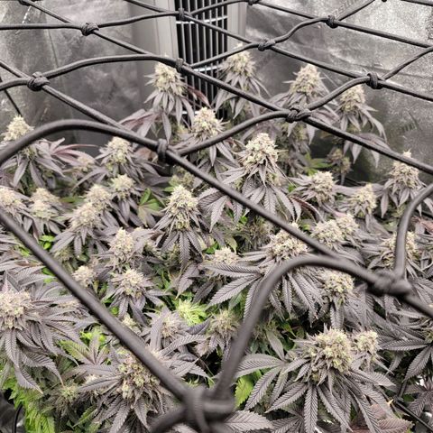 Stardust 1 growlog timeline photo