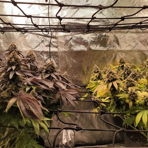 Stardust 1 growlog photo: 10 cups  each ph tap water