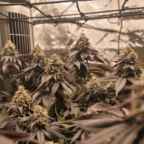 Stardust 1 growlog timeline photo