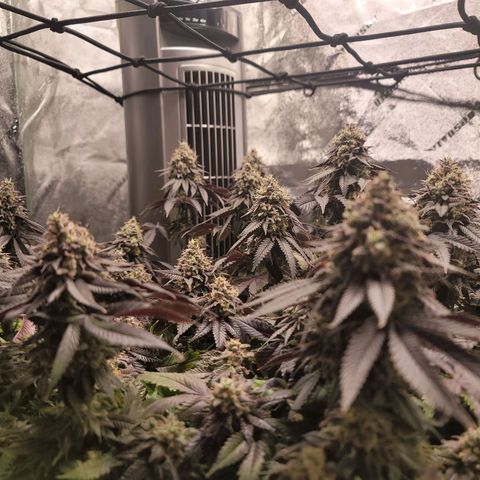 Stardust 1 growlog timeline photo