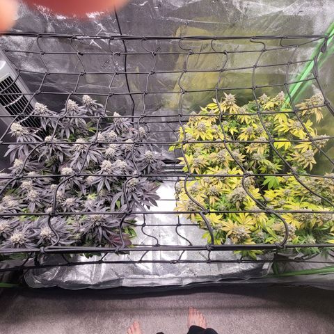 Stardust 1 growlog photo: 10 cups ph water
Checked  for  amber, not yet...