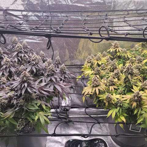 Stardust 1 growlog photo: Week 9 formula 
10 cups nutrients  each