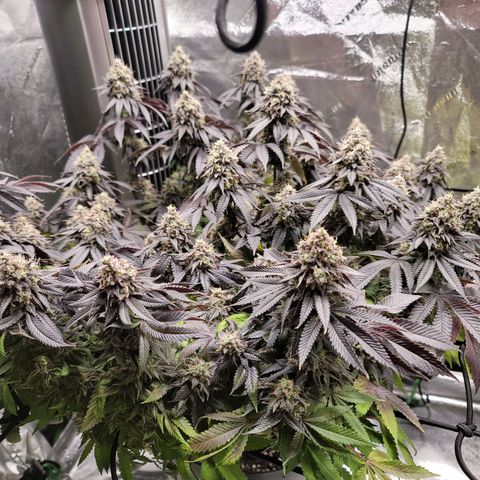 Stardust 1 growlog timeline photo