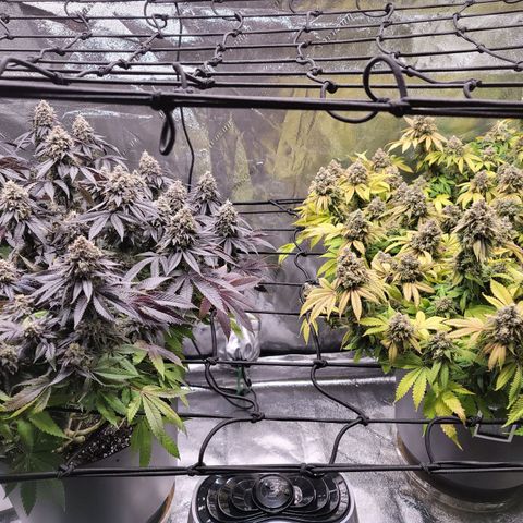 Stardust 1 growlog photo: 10 cups nutrients 
Humidity  32.8 because water was empty, I'll  have to fill morning  and night.