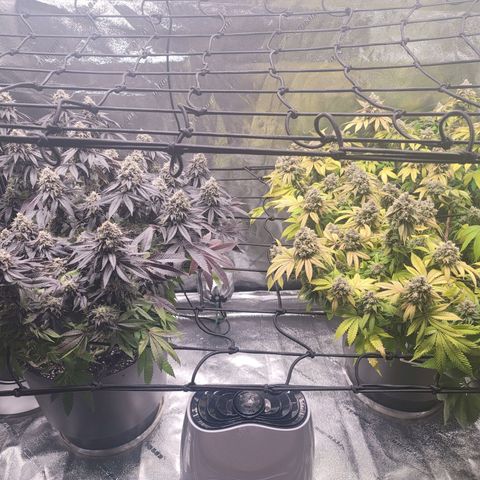 Stardust 1 growlog photo: Ph house water 6.0
