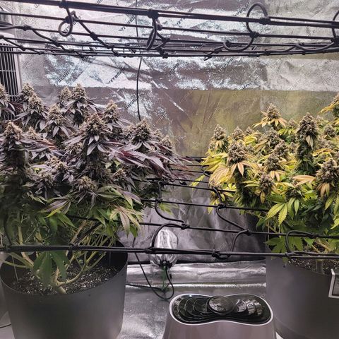 Stardust 1 growlog photo: 8 cups ph water 