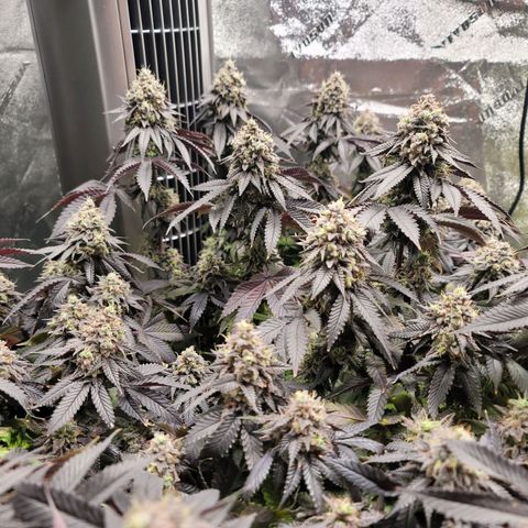 Stardust 1 growlog timeline photo