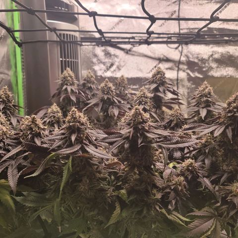 Stardust 1 growlog timeline photo