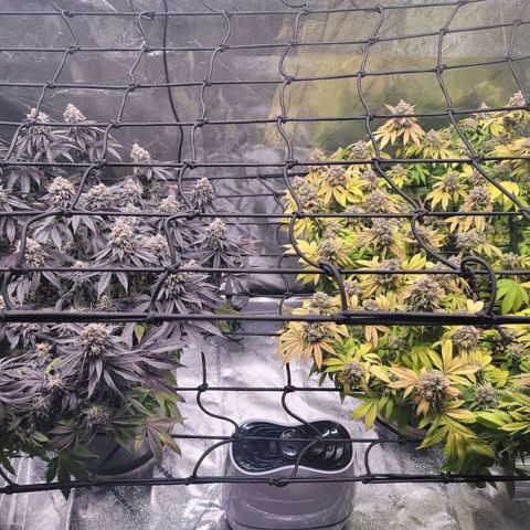 Stardust 1 growlog photo: 7 cups ph water