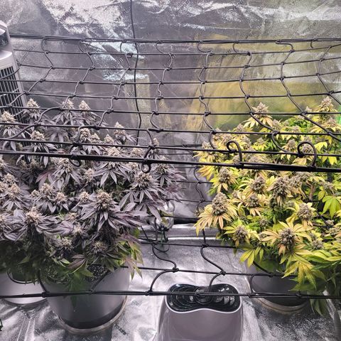 Stardust 1 growlog photo: 10 cups nutrients 
