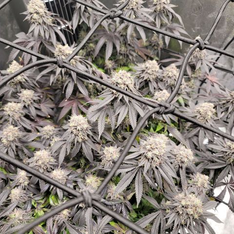 Stardust 1 growlog timeline photo