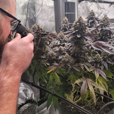 Stardust 1 growlog photo: Amber coloring  showing