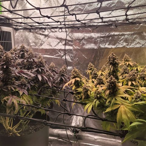 Stardust 1 growlog photo: 11 cups nutrients  each 