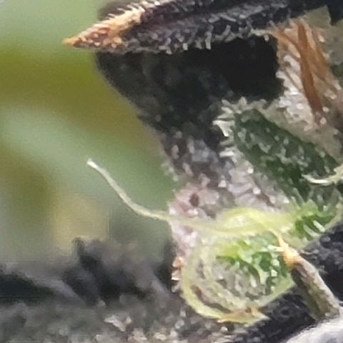 Stardust 1 growlog timeline photo