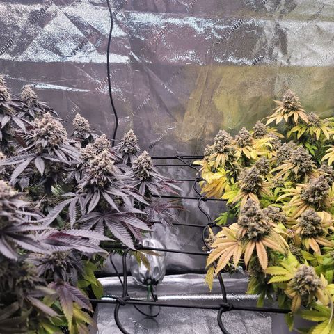 Stardust 1 growlog photo: 8 cups  nutrients 