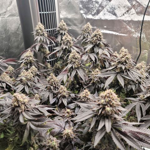 Stardust 1 growlog timeline photo