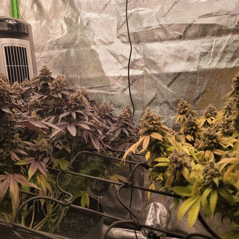 Stardust 1 growlog photo: 11 cups nutrients 