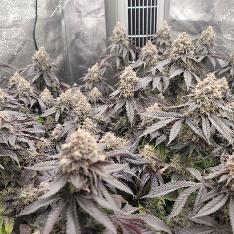 Stardust 1 growlog timeline photo