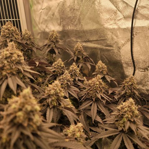 Stardust 1 growlog timeline photo