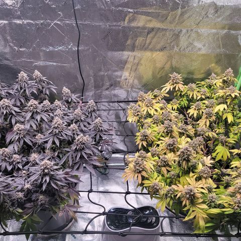 Stardust 1 growlog photo: 4 cups nutrients 
6 cups  oh water 