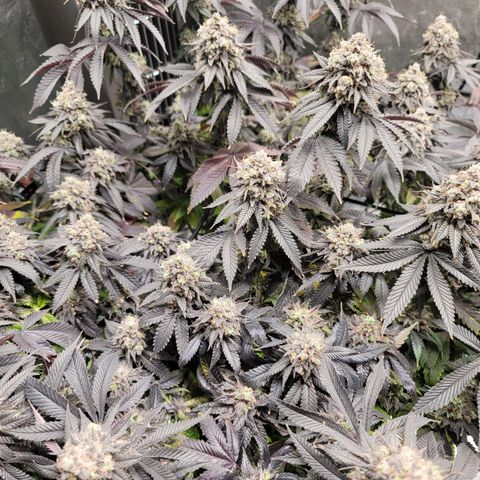 Stardust 1 growlog timeline photo