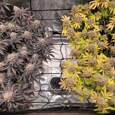 Stardust 1 growlog photo: 10 cups  ph water 
