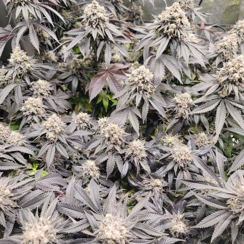 Stardust 1 growlog timeline photo