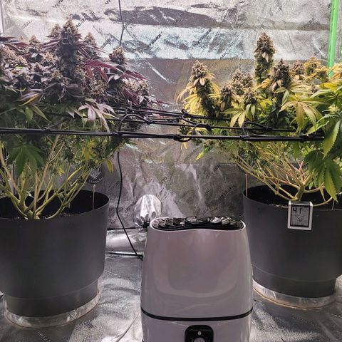 Stardust 1 growlog photo: I believe  there ready / end of week 10
8 cups ph water