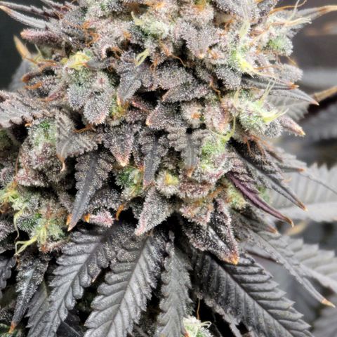 Stardust 1 growlog timeline photo