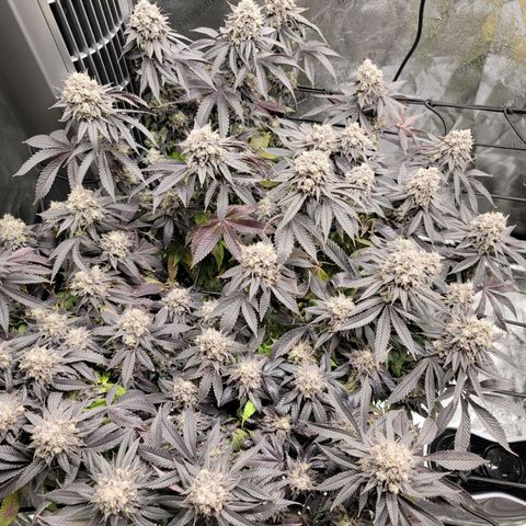 Stardust 1 growlog timeline photo