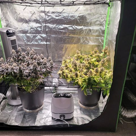 Stardust 1 growlog photo: 10 cups  ph water 
Start of Saturday  to Saturday  water only
