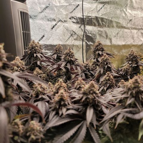 Stardust 1 growlog timeline photo