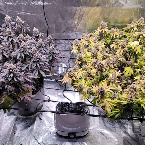 Stardust 1 growlog photo: Ph water