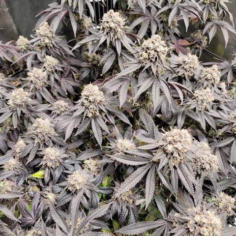 Stardust 1 growlog timeline photo